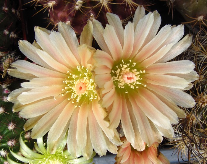 Eriosyce odieri in flower a